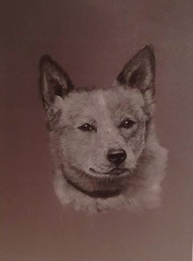 Pastel Painting by Connie Wharton titled Portrait of a Dog