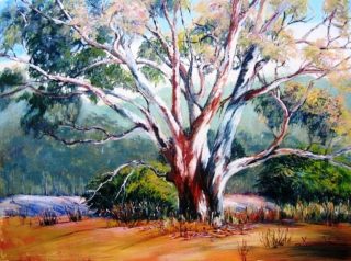 An Acrylic painting by Yvonne West in the Realist Impressionist style  depicting Bush and Trees with main colour being Blue Green and Orange and titled Riverina Gum