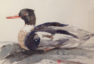 A Watercolour painting by Jeff Gilmour in the Realist style  depicting Animals Birds with main colour being Grey and Orange and titled Red Breasted Meranser