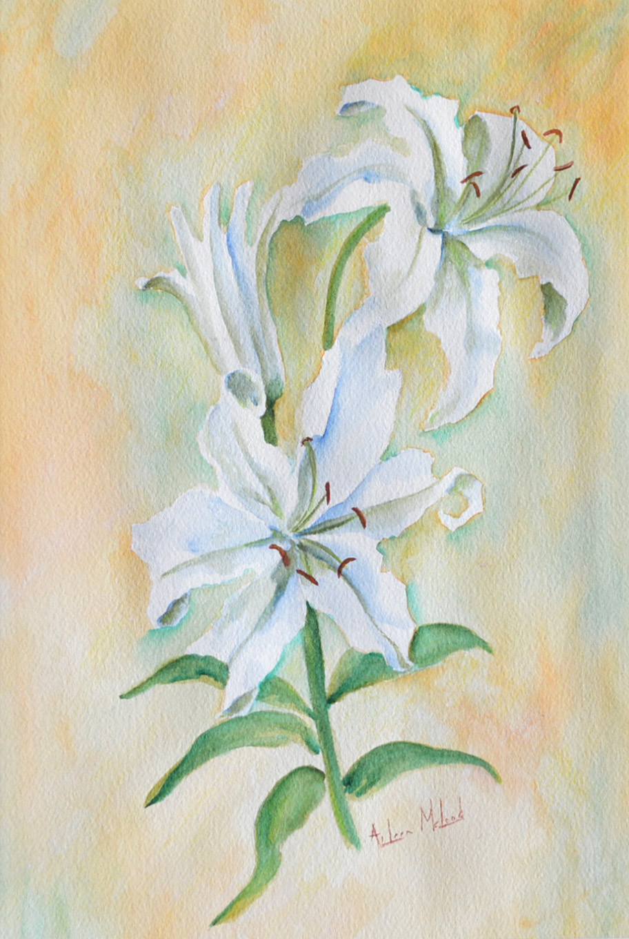 Watercolour Painting by Aileen McLeod titled White Lillium
