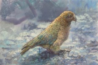 A Pastel painting by Penelope Gilbert-Ng in the Realist Impressionist style  depicting Animals Birds with main colour being Blue Grey and Ochre and titled Kea