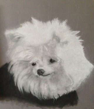 A Charcoal painting by Connie Wharton in the Realist style  depicting Animals and Dogs with main colour being Black Grey and White and titled Snowie
