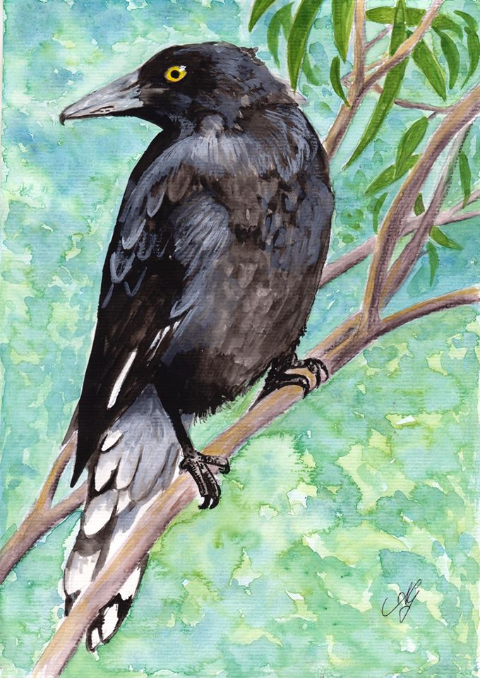 Watercolour Painting by Anne Gardner titled Currawong