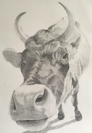 A Pencil drawing by Nicki Hall depicting Animals with main colour being Grey and titled Say Cheese