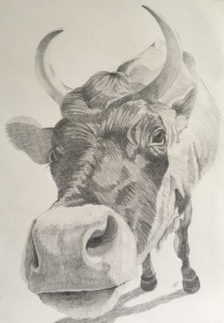 A Pencil painting by Nicki Hall depicting Animals with main colour being Grey and titled Say Cheese