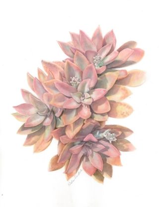 A Watercolour artwork by Nola Sindel in the Realist style  depicting Flowers with main colour being Pink and titled Succulent Echeveria