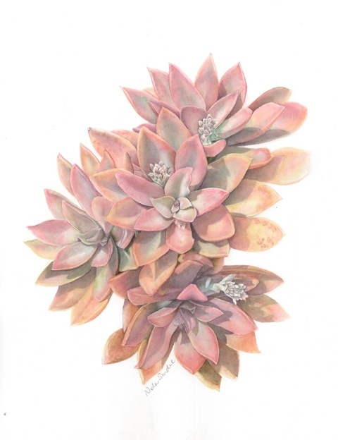 Coloured Pencils Painting by Nola Sindel titled Succulent Echeveria