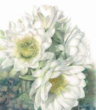 A Watercolour painting by Nola Sindel in the Realist style  depicting Flowers with main colour being Cream and White and titled White Cactus