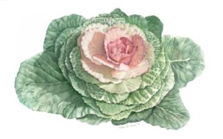 A Watercolour painting by Nola Sindel in the Realist style  depicting Flowers with main colour being Green Pink and White and titled Kale