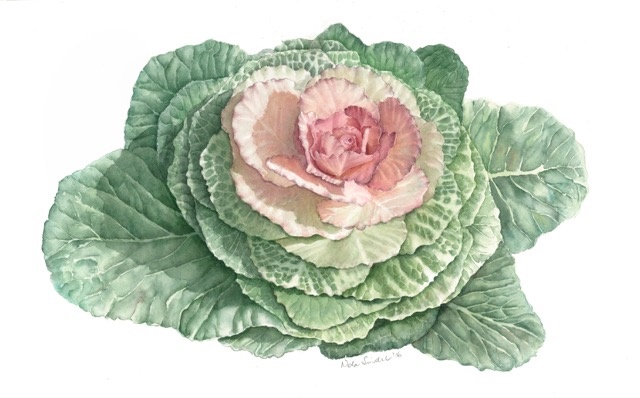 Coloured Pencils Painting by Nola Sindel titled Kale