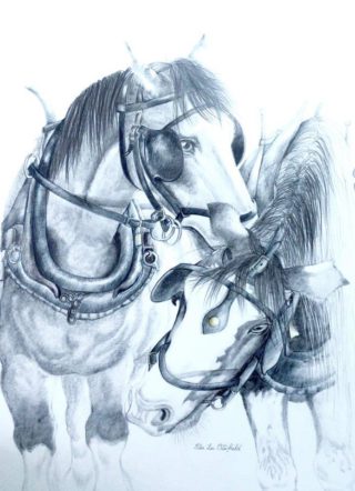 A Pencil painting by Ellen Lee Osterfield in the Illustrative style  depicting Animals and Horses with main colour being Black Blue and Brown and titled Best Friends
