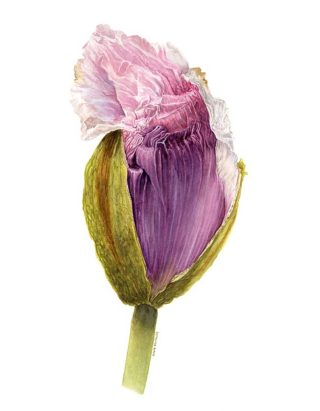 A Watercolour painting by David Reynolds in the Realist style  depicting Flowers with main colour being Pink and White and titled Opium Poppy Bud