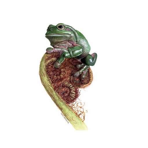 Watercolour Painting by David Reynolds titled Green Tree Frog