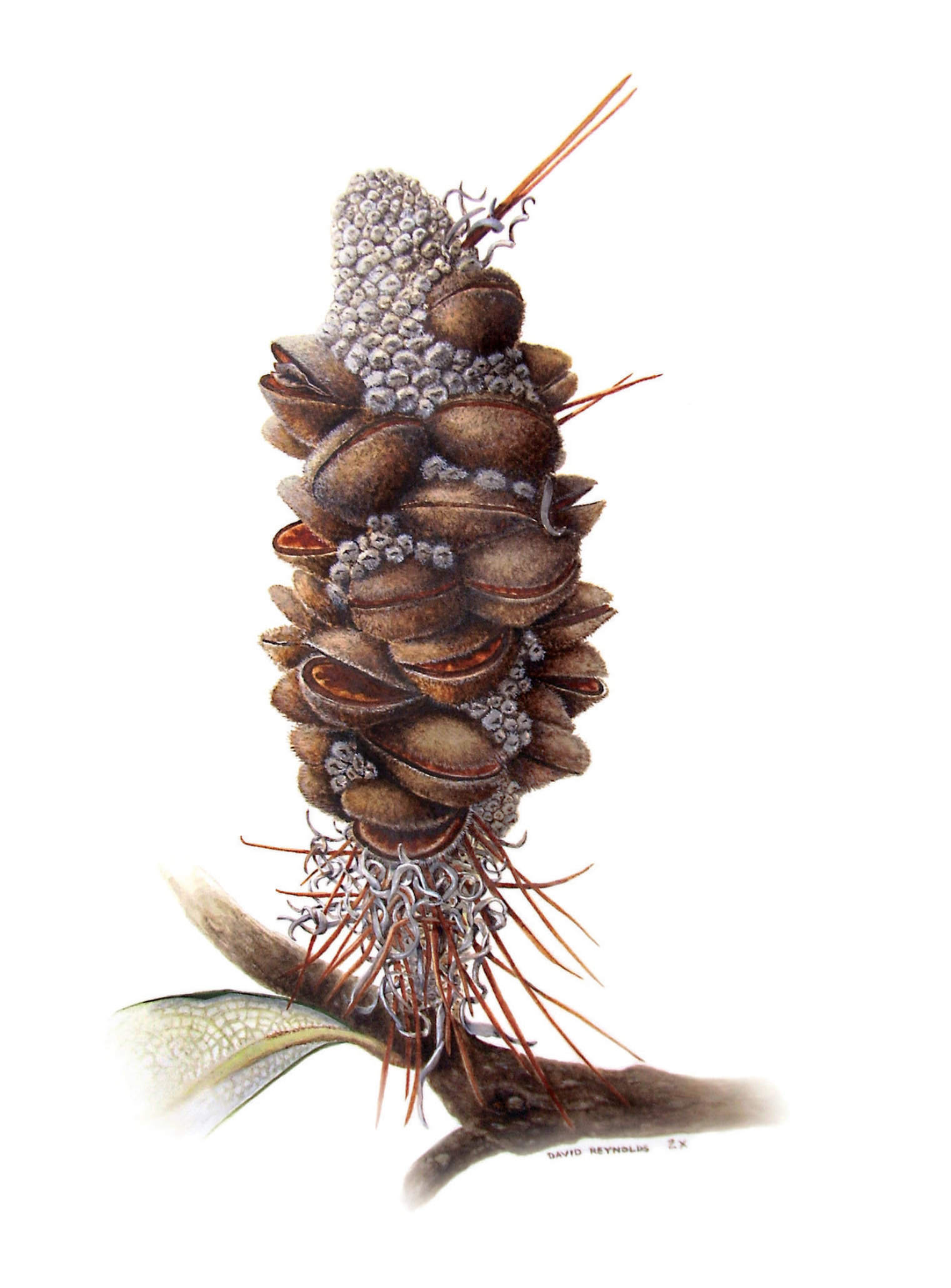 Watercolour Painting by David Reynolds titled Banksia integrifolia - Coastal banksia Fruit