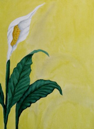 An Acrylic painting by Julie-Anne Gatehouse in the Contemporary Realist style  depicting Flowers with main colour being Green White and Yellow and titled Peace Lily on Yellow