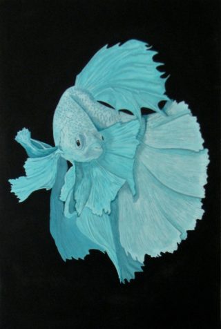 An Acrylic painting by Julie-Anne Gatehouse in the Contemporary Realist style  depicting Animals Fish with main colour being Black and Blue and titled Fighting Fish