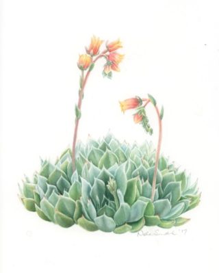 A Watercolour painting by Nola Sindel in the Realist style  depicting Flowers and titled Succulent Echevera Glauca