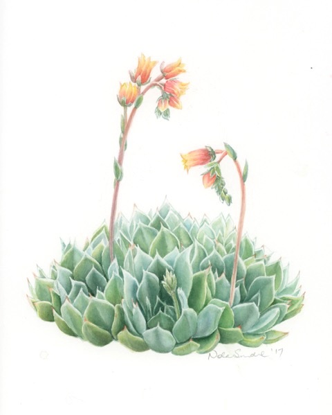 Coloured Pencils Painting by Nola Sindel titled Succulent Echevera Glauca