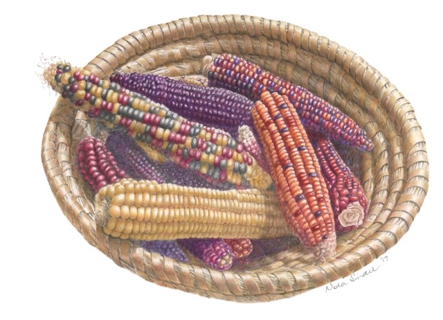 Coloured Pencils Painting by Nola Sindel titled Indian Corn