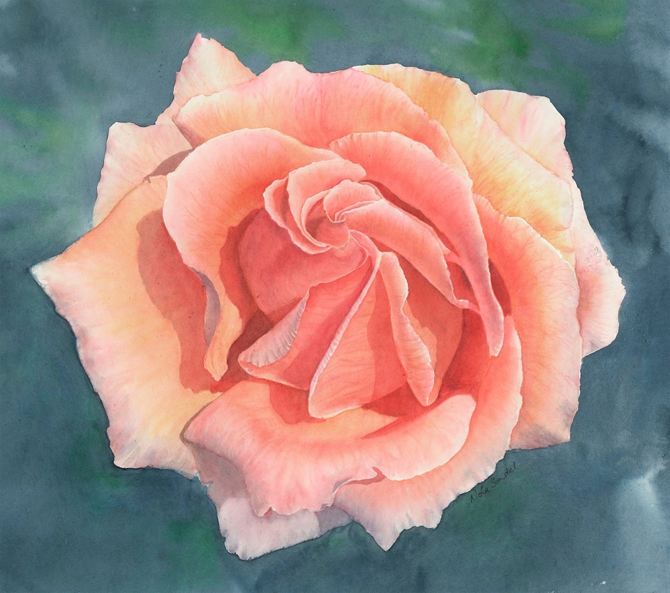 Watercolour Painting by Nola Sindel titled Rosa, Just Joey