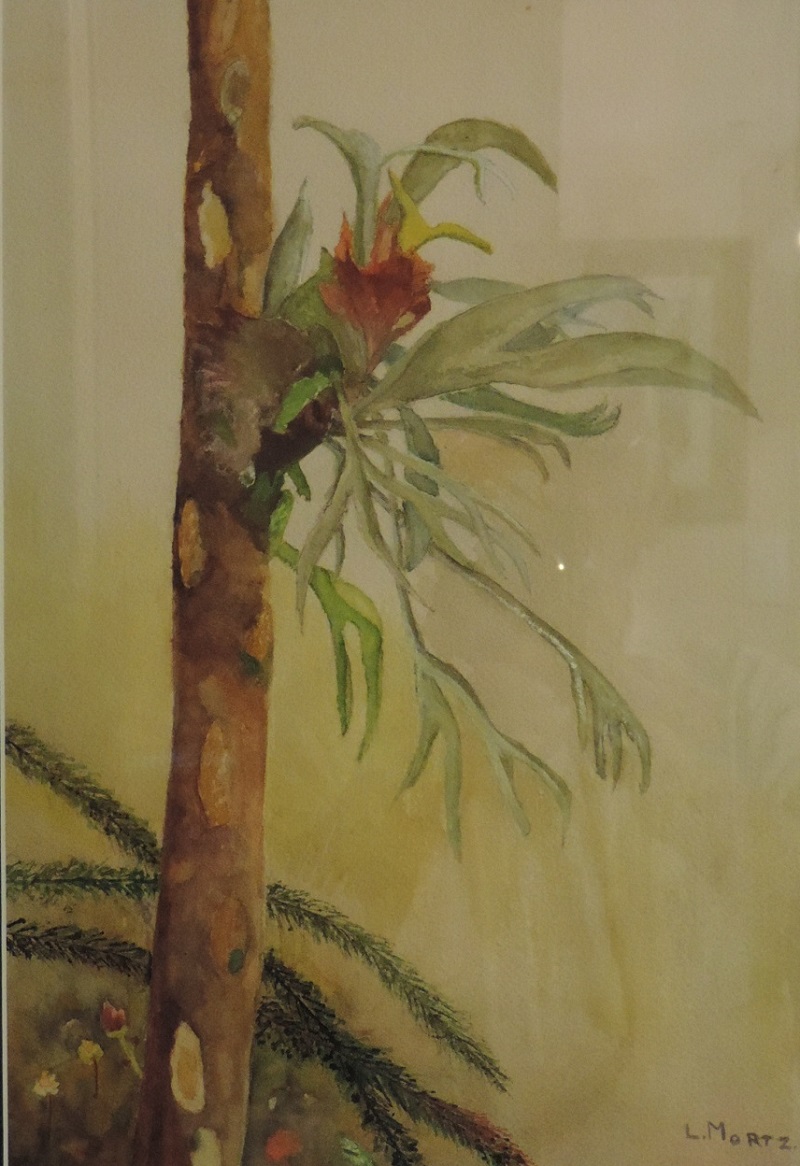 Watercolour Painting by Les Mortimer titled Elk Horn