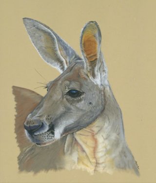 A Pastel painting by Angela Parr in the Realist style  depicting Animals with main colour being Grey and Yellow and titled Andrew the Kangaroo