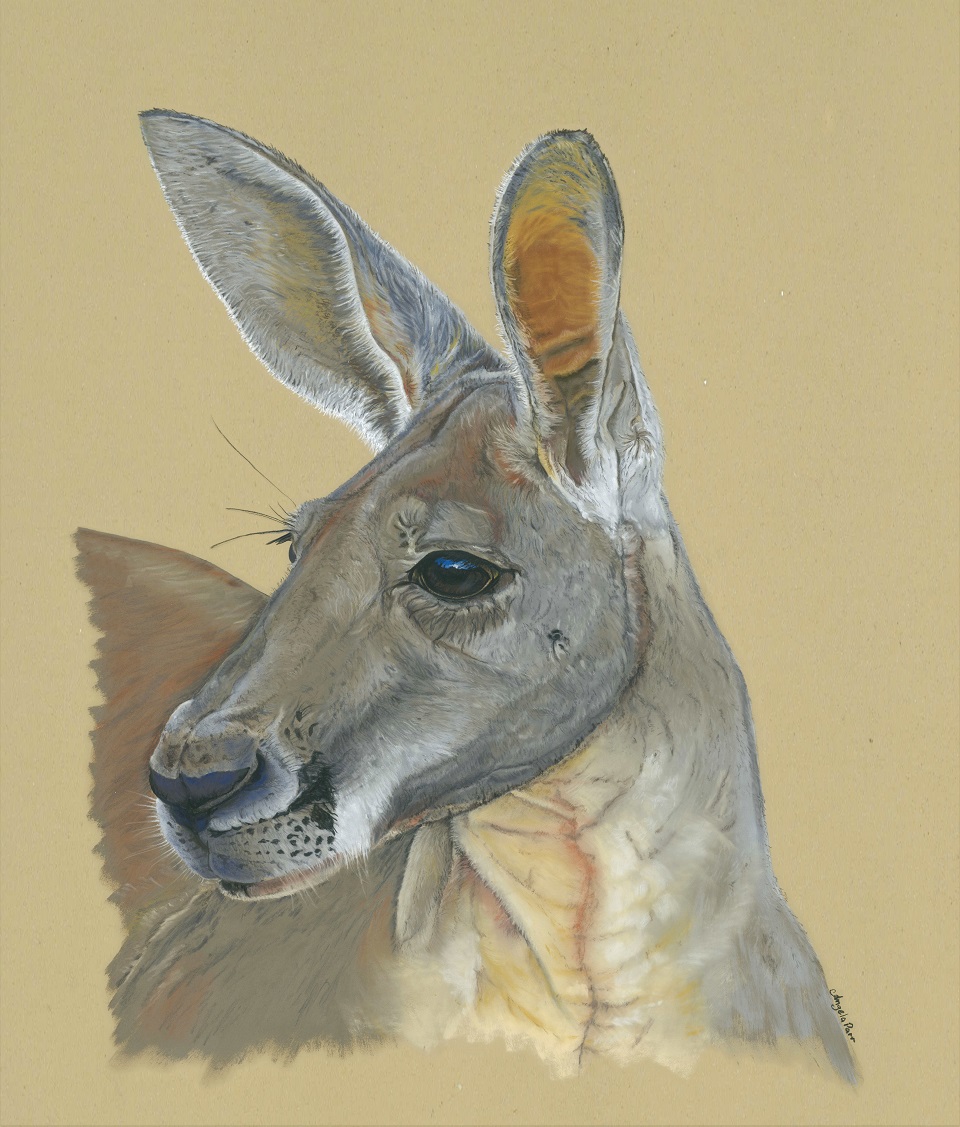 Pastel Painting by Angela Parr titled Andrew the Kangaroo