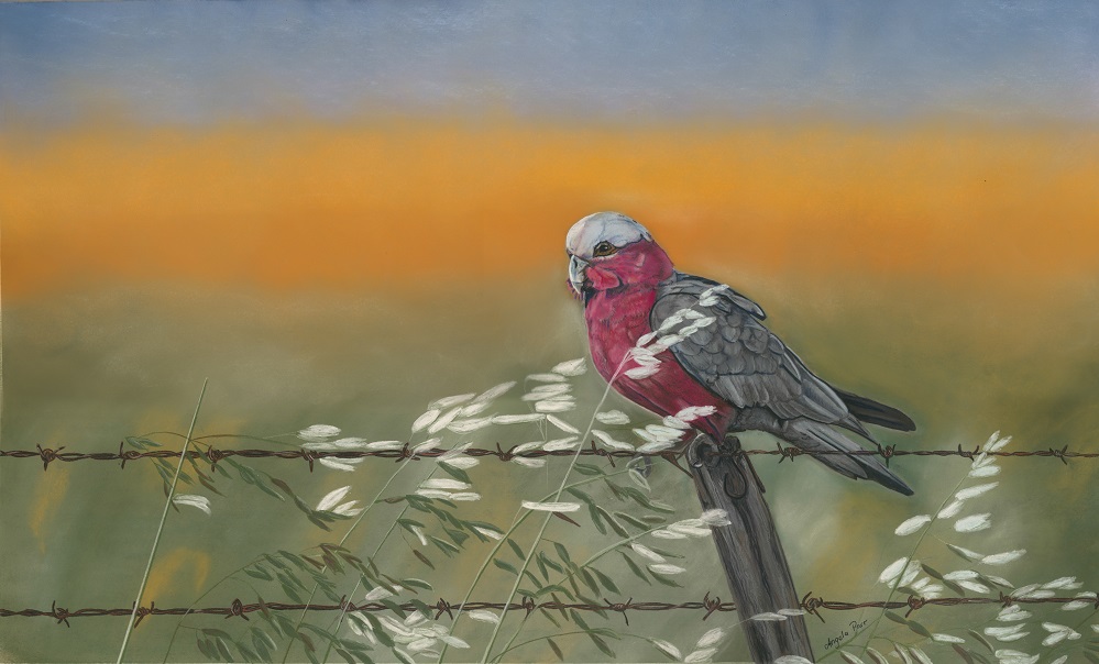 Pastel Painting by Angela Parr titled Breezy Perch