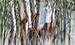 An Acrylic painting by Helen Cottle in the Realist Impressionist style  depicting Trees with main colour being Brown Cream and Olive and titled Eucalyptus Love