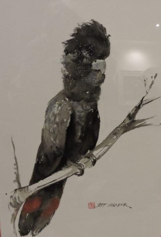 A Watercolour painting by Jeff Gilmour in the Realist style  depicting Animals Birds with main colour being Black and Grey and titled Black Cockatoo