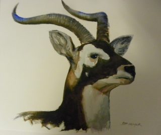 A Watercolour painting by Jeff Gilmour depicting Animals and titled Black Buck Antelope