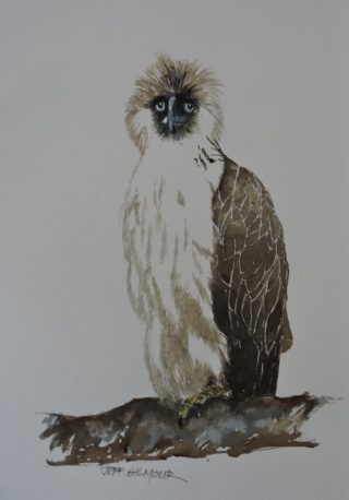 A Watercolour painting by Jeff Gilmour depicting Animals Birds and titled Philippines Eagle