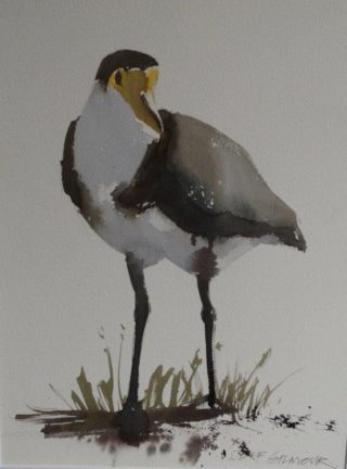 A Watercolour painting by Jeff Gilmour depicting Animals Birds and titled Plover