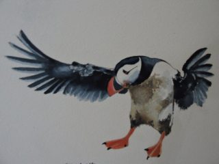 A Watercolour painting by Jeff Gilmour depicting Animals Birds and titled Puffin Landing