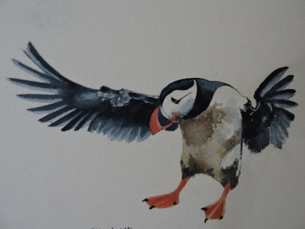 Watercolour Painting by Jeff Gilmour titled Puffin Landing