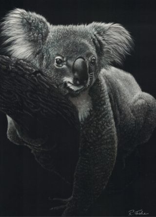 A Scratchboard painting by Rikki Fisher in the Realist style  Animals with main colour being Grey and titled Hanging About
