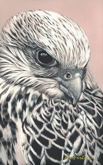 Scratchboard Painting by Rikki Fisher titled Gyr falcon