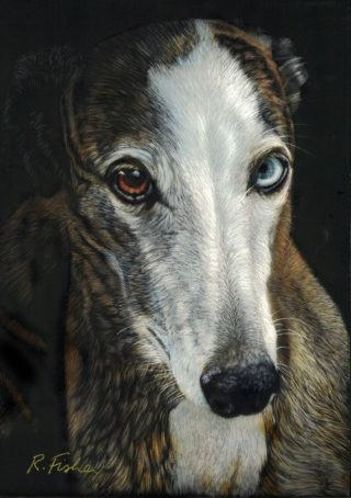 A Scratchboard painting by Rikki Fisher in the Realist style  depicting  Animals with main colour being Black Brown and Grey and titled Nelson Whippet