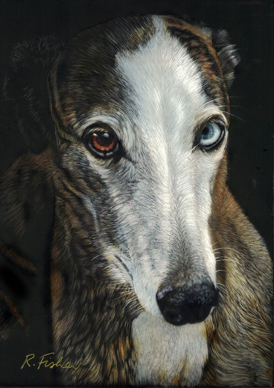 Scratchboard Painting by Rikki Fisher titled Nelson Whippet