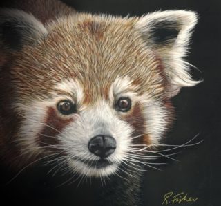 A Scratchboard painting by Rikki Fisher in the Realist style  depicting Animals with main colour being Black Brown and Cream and titled Red Panda Study