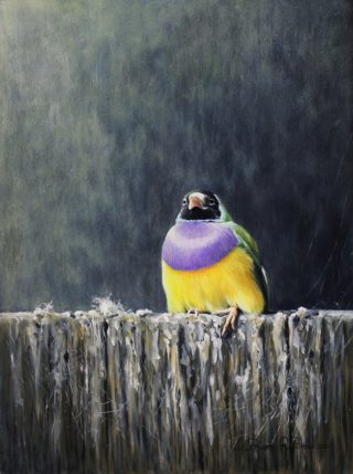 A  painting by William Ritchie in the Realist style  depicting  Birds and titled Favorite Perch Gouldian Finch