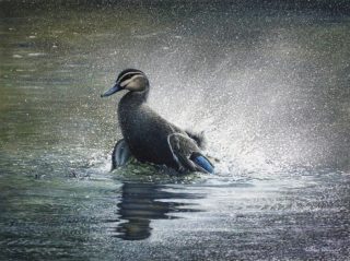 An Oil painting by William Ritchie in the Realist style  depicting Animals Birds and Bush with main colour being Grey Olive and White and titled Splash