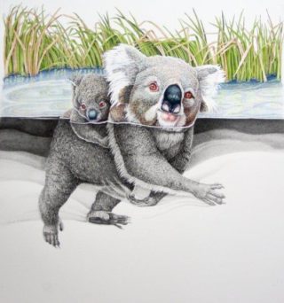 A Coloured Pencils painting by Janet Matthews in the Realist style  depicting Animals and titled Hold on Baby