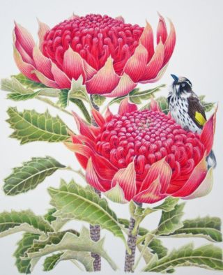 A Coloured Pencils painting by Janet Matthews in the Realist style  depicting Flowers Birds and titled Maybe that one's jucier