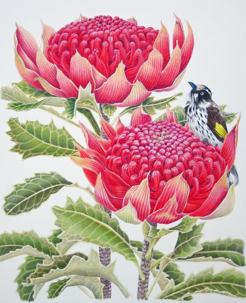 Coloured Pencils Painting by Janet Matthews titled Maybe that one's jucier