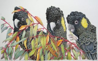 A Coloured Pencils painting by Janet Matthews in the Realist style  depicting Animals Birds and titled Excellent Nibbles