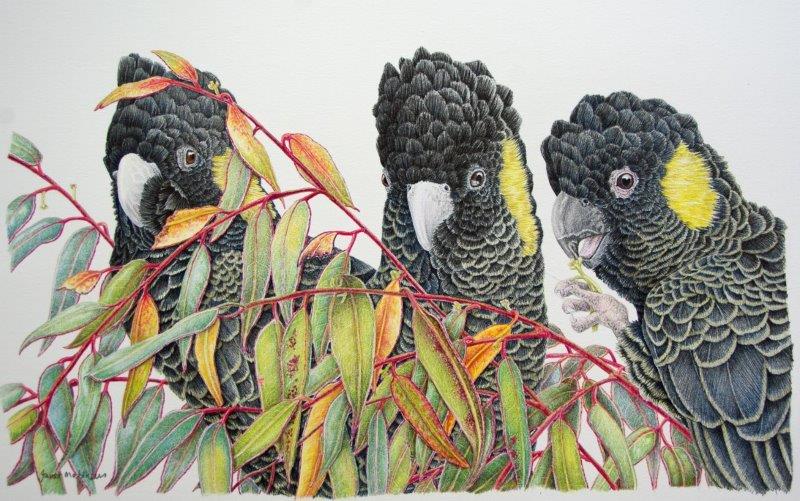 Coloured Pencils Painting by Janet Matthews titled Excellent Nibbles