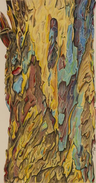 A Coloured Pencils painting by Michelle Ripari in the Contemporary Realist style  depicting Trees with main colour being Blue Brown and Cream and titled Quintessence