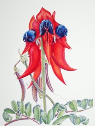 A Coloured Pencils painting by Janet Matthews in the Realist style  depicting Flowers with main colour being Blue Green and Red and titled Sturt Desert Pea