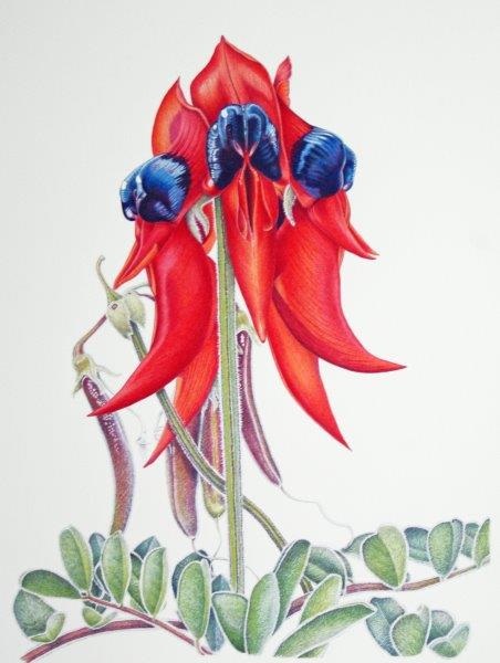 Coloured Pencils Painting by Janet Matthews titled Sturt Desert Pea
